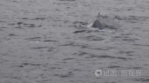 在北极海洋中的鲸抹香鲸视频
