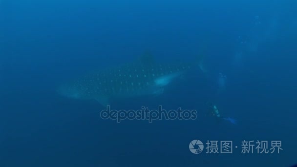 大鲸鲨最大的鱼在水下视频世界视频