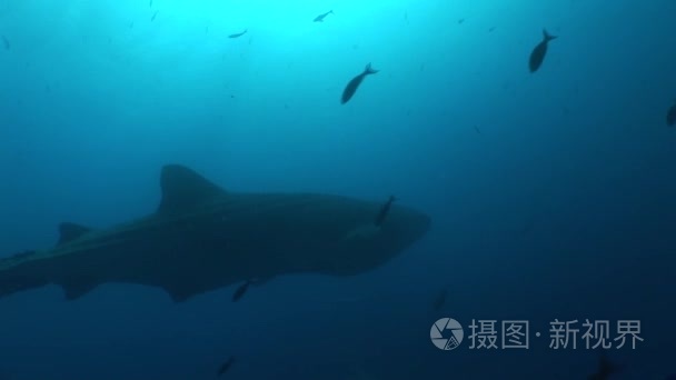 大鲸鲨最大的鱼在水下视频世界视频