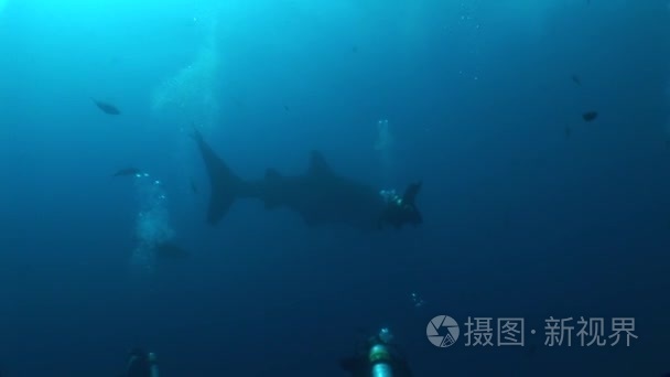 大鲸鲨最大的鱼在水下视频世界视频