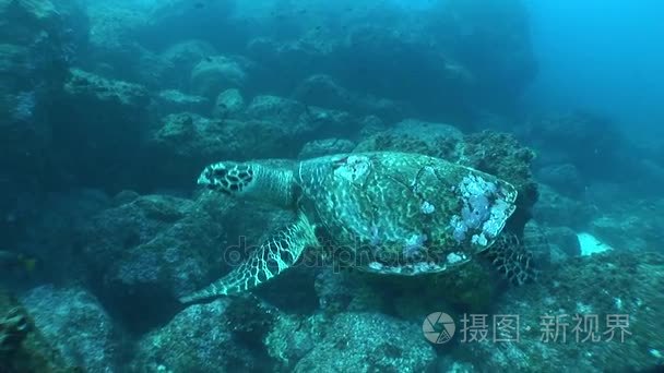 海龟珊瑚生活水下视频视频