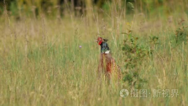 欧洲野生动物视频