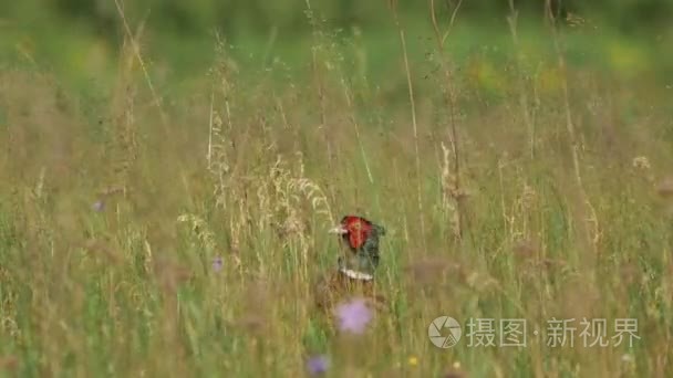 欧洲野生动物视频