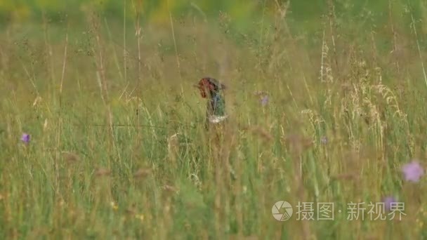 欧洲野生动物视频