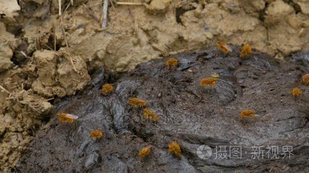 飞在地上的昆虫宏视频