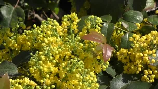黄色的花阔叶十大功劳