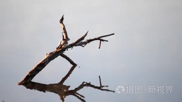 老树的枝头上与镜子表面的水中视频