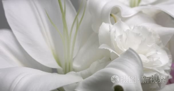 白色的花在工作室视频拍摄