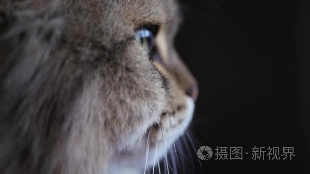 成人只毛绒绒的猫坐在涵盖了他的眼睛，睡着了，学生抓住反射和眩光从窗口。慢动作。1920 x 1080 高清