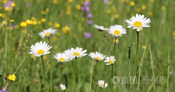 在春风的草地上白色玛格丽特或雏菊花