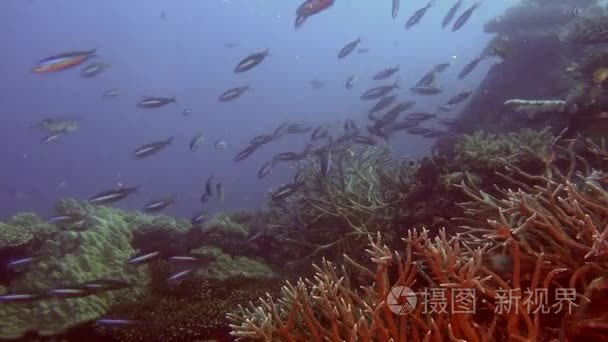 学校的条纹鱼背景珊瑚水下在马尔代夫海