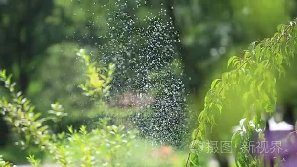 对开花花蝴蝶飞视频