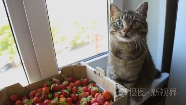 猫和草莓在窗台上视频