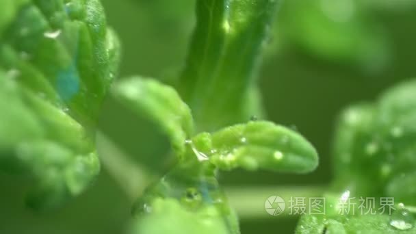 滴雨露水在树叶上