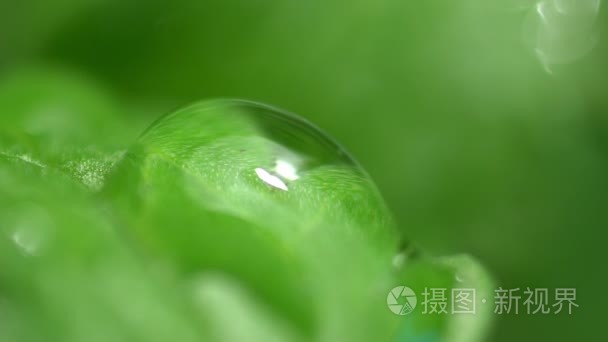 雨水滴落入豆沙花