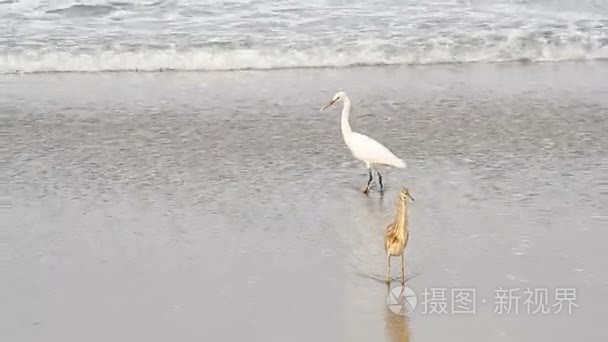 苍鹭热带海的海滩上