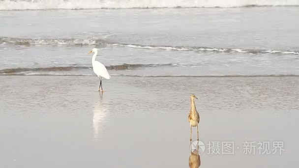 苍鹭热带海的海滩上