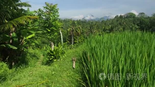 稻田和梯田包围热带森林视频