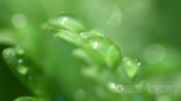 滴雨露水在树叶上