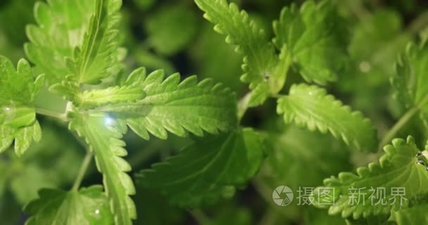 绿润唇膏植物生长发芽背景视频