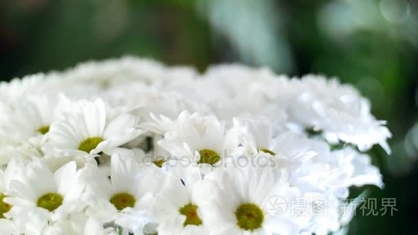 特写，鲜花花束在光、 旋转、 花卉组成的光线组成的白色菊花甘菊百加得朗姆。在大量的绿色植物背景