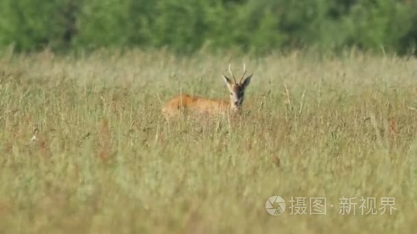 波兰野生动物视频