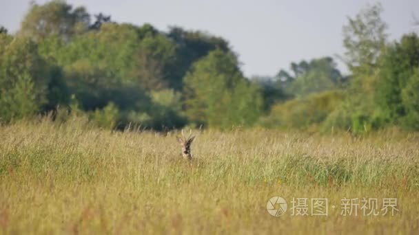 波兰野生动物视频