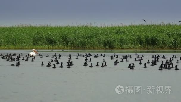 一群鸬鹚在多瑙河三角洲水游泳视频