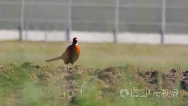 波兰野生动物视频