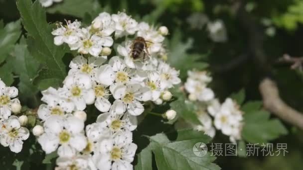 山楂的白花在风中摇摆视频