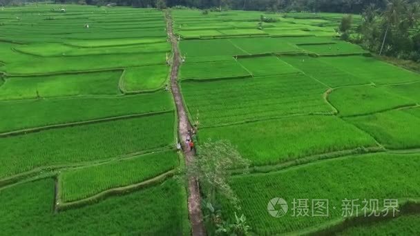 农村小路稻田鸟瞰图视频