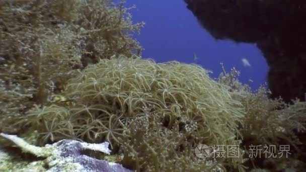 软珊瑚水下海洋野生动物菲律宾视频