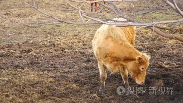 国内农场牛家畜划痕背上树视频