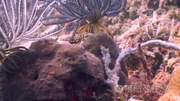 海百合水下海洋野生动物菲律宾视频