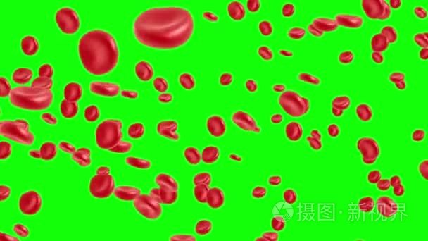 血红细胞流动视频