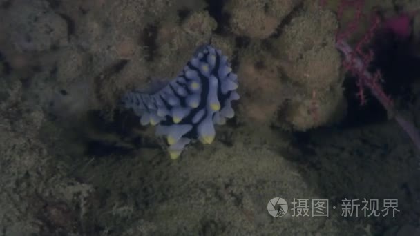 蝓蛞蝓水下海洋野生动物菲律宾视频