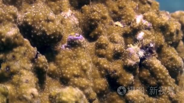 黄珊瑚水下海洋野生动物菲律宾视频