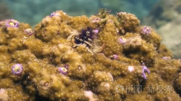 黄珊瑚水下海洋野生动物菲律宾视频