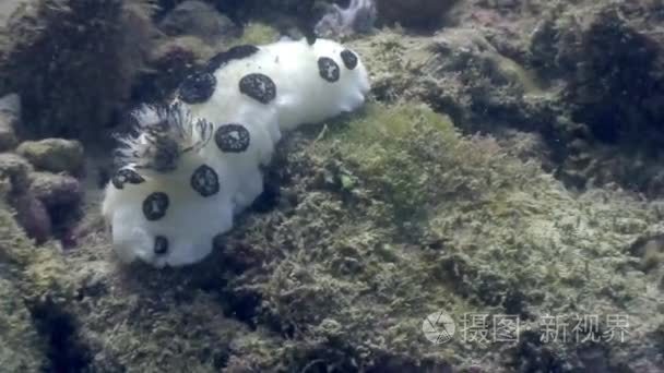 在海洋中野生动物菲律宾水下蝓视频