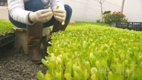 工人种植豆芽视频