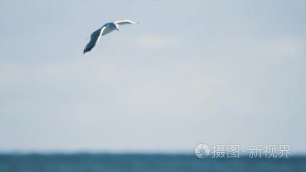 海鸥鸟飞过海面船只和石油平台视频