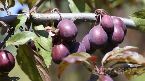 在一个夏日的树枝上的小梅花视频