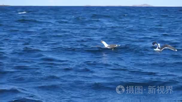 组的饿海鸥潜水和争取死鱼视频