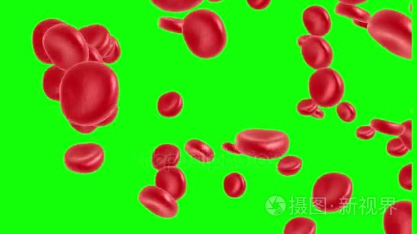 血红细胞流动视频
