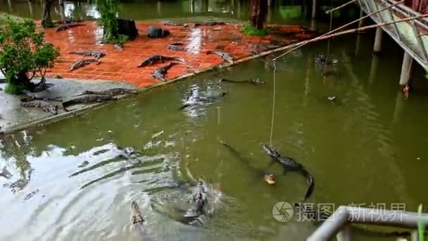 游客喂鳄鱼在池塘棒视频