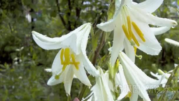 苍白的白百合花卉与雨湿视频