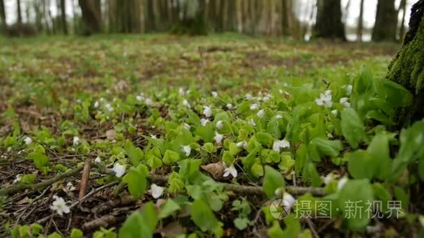 森林，白花。用可变光的春天风景。饱和的绿色采摘树叶