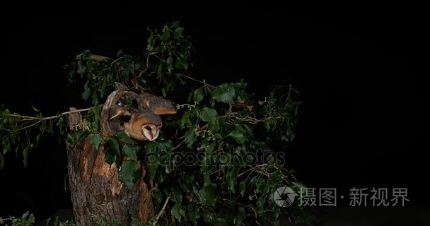 在飞行中的谷仓猫头鹰视频