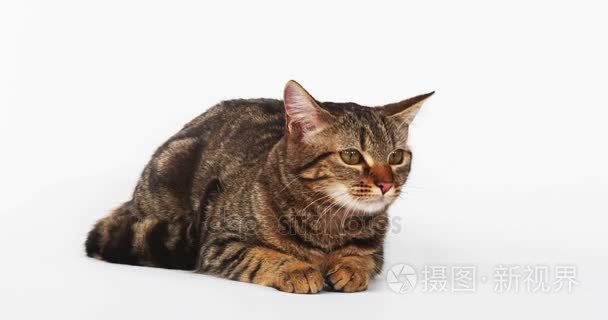 棕色虎斑家猫视频