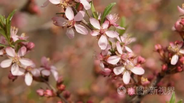 春天开花的背景。美丽的自然场景与棵开花的树